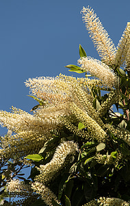ブロッサム, 花, ツリー, アイボリー カール, buckinghamia celsissima, ホワイト, クリーム
