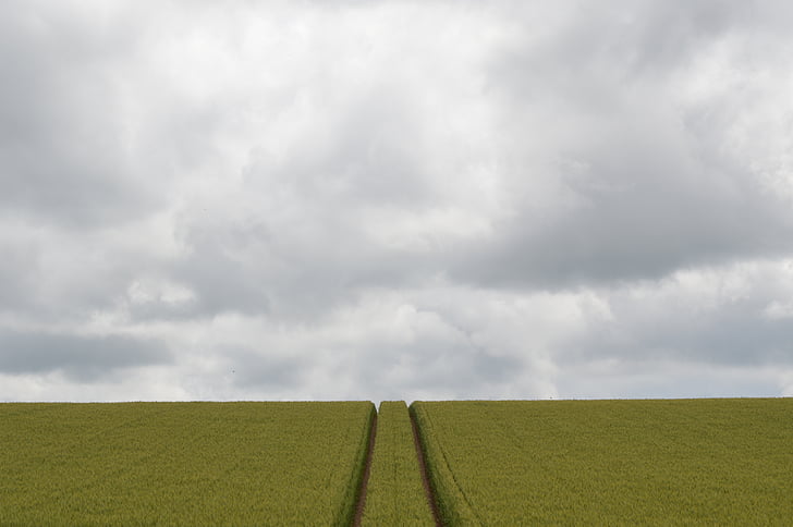 field, wheat, grey, sky, grey sky, green, cloud