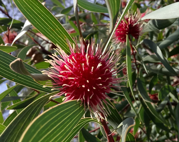 hakea, květ, květ, wildflower, červená, nativní, Australská