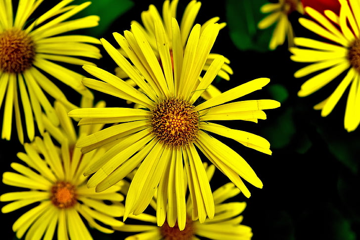 Балкан-gemswurz, doronicum orientale, gemswurz Кавказ, жълто цвете, Блосъм, Блум, Пролет