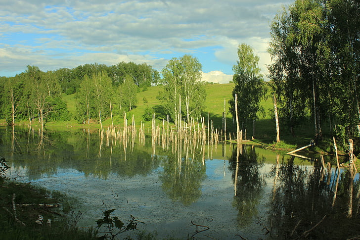russia, swamp, nature, forest, water, sky, greens