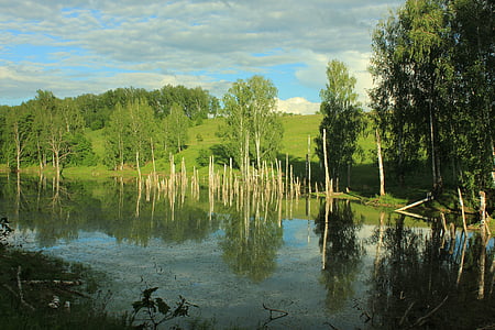 Ryssland, träsket, naturen, skogen, vatten, Sky, gröna