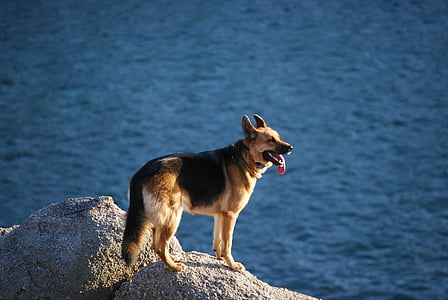 hunden, sjøen, steiner, dyr, Corunna, Galicia, Tyskeren shepherd hunden