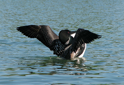 common loon, great norther diver, gavia immer, deer rock lake, ontario, canada