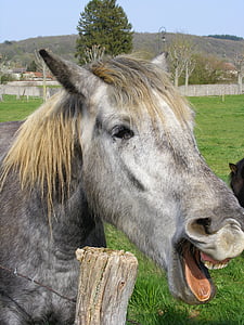 kôň, portrét, zviera, so smiechom, smiešny, farma, vidieka