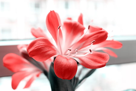 Clivia miniata, farve po, blomster