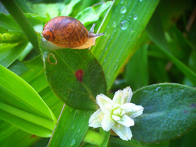 animals, flowers, dew, snail, green, morning, leaf