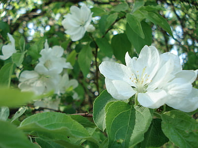 albero di mele, fioritura, albero, primavera, fiore, fiori di primavera