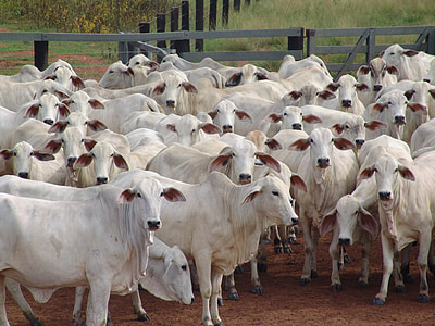 stádo, fena, Nellore, mnoho kráv, hovädzí dobytok