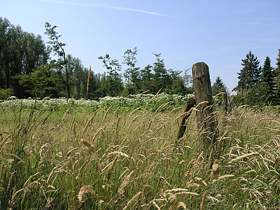 netherlands, schinnen, hogweed, fence, field, countryside