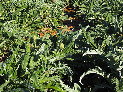 felt, markafgrøder, dyrkning, artiskok, Cynara cardunculus, Cynara scolymus, tidsel-lignende
