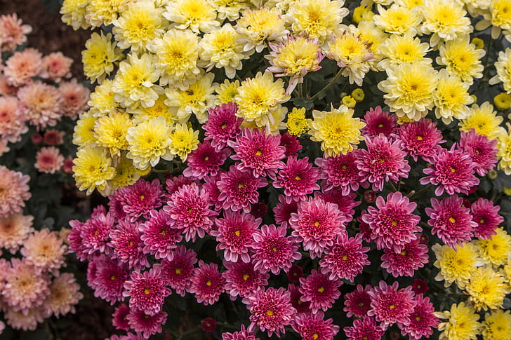 kwiaty, Chiang mai Tajlandia, kolory