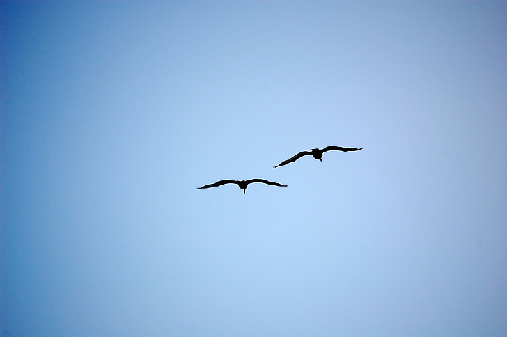 ocells, silueta, blau, cel, Gavina, volant, ocells volant