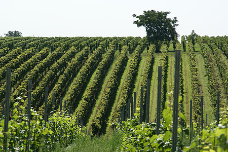 vineyard, field, agriculture, vine, rural, green, winery