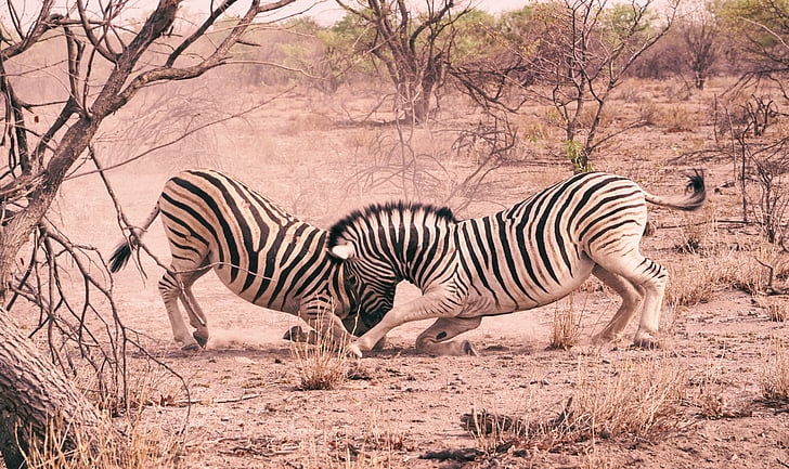 dwa, Zebra, brązowy, brud, dotykając, Głowica, zwierząt