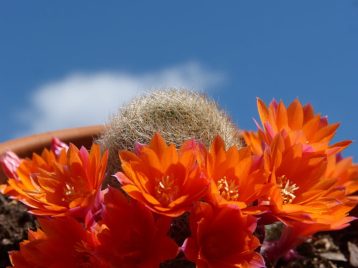 kvetoucí kaktus, květ, obloha, kaktus, oranžový květ