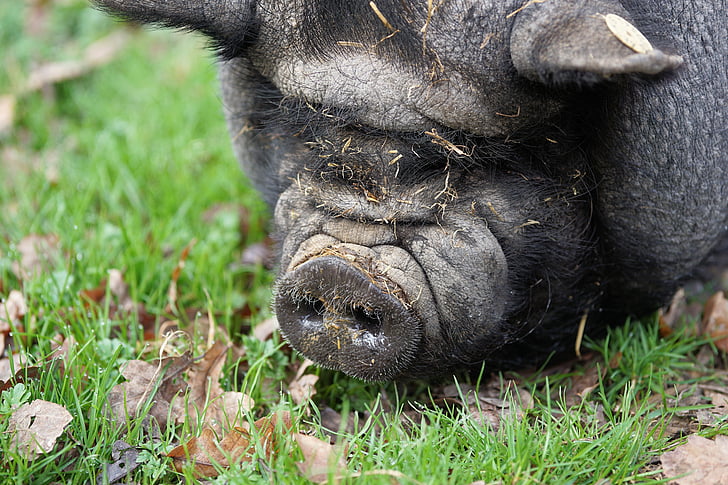porco, porco de erva-de-barriga, fazenda, porco doméstico, porca, espessura, animal de estimação