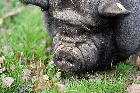 pig, pot bellied pig, farm, domestic pig, sow, thick, pet