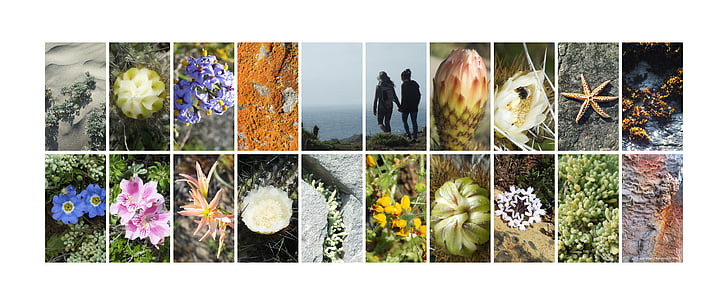 collage, natura, cactus, flors, salvatge, Xile, Costa