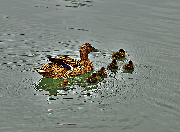 ducks, chicken, nature, wildlife photography, young, animals in the wild, animal themes