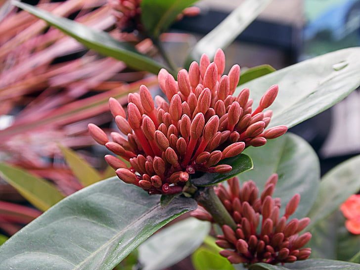flor, plantas, jardim