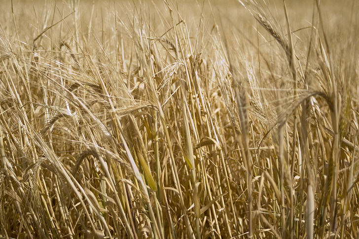小麦, ゴールド, フィールド, 日当たりの良い, 自然
