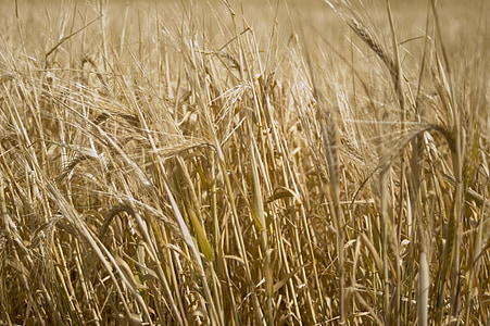 小麦, ゴールド, フィールド, 日当たりの良い, 自然