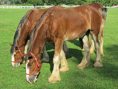 clydesdales, horses, purebred, yearlings, young, grazing, pasture