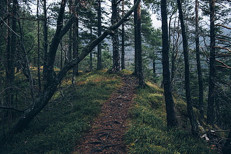 šuma, put, pješačka staza, tamno, tmurno, stabla, priroda