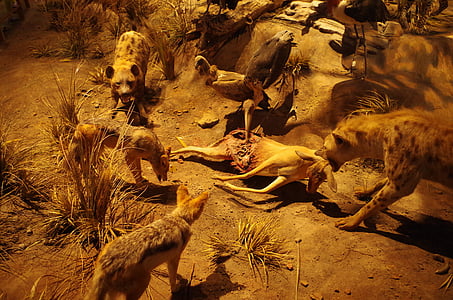 Lion, maisemointi, Shanghain luonnonhistoriallinen museo