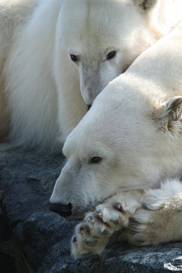 ós polar, Stuttgart, zoològic, blanc, animals en estat salvatge, vida animal silvestre, temes d'animals