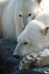 polarni medved, Stuttgart, živalski vrt, bela, živali v naravi, živali prosto živeče živali, živali teme