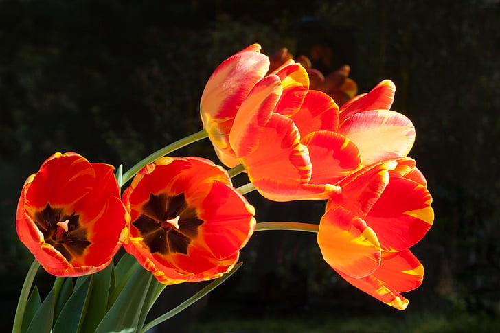 tulipány, kytice, lilie, jaro, Příroda, květiny, řezané květiny