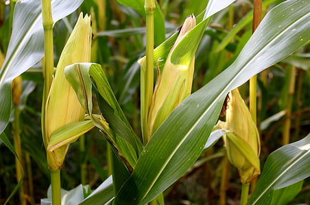 завод, Кукуруза, Кукуруза в початках, листья, кукурузное поле, Кукуруза фуражная, злаки