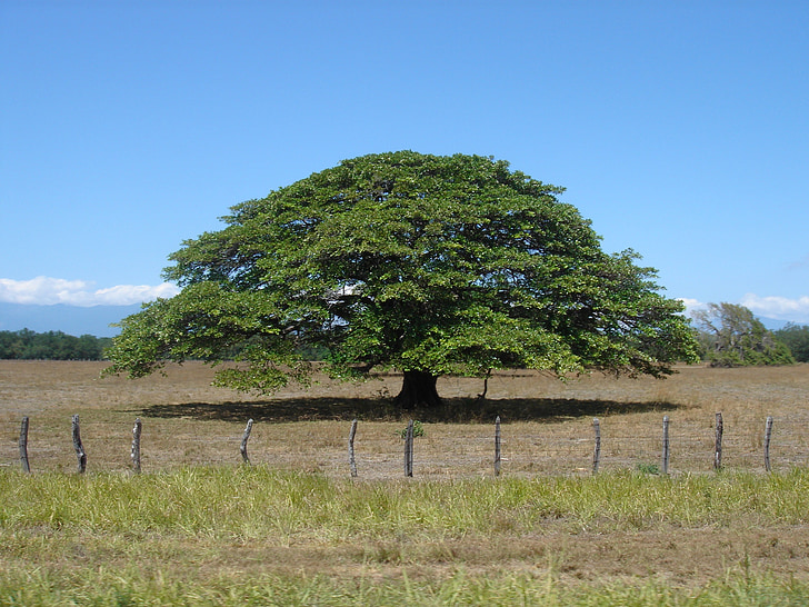 tree, sky, nature