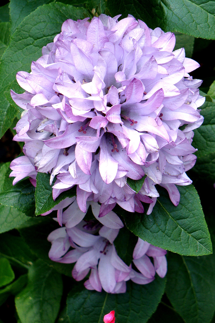 jardín de vista hosta, Caroline bellflower, planta perenne