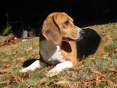 Beagle, gos, animal de companyia, canina, animal, valent, gos
