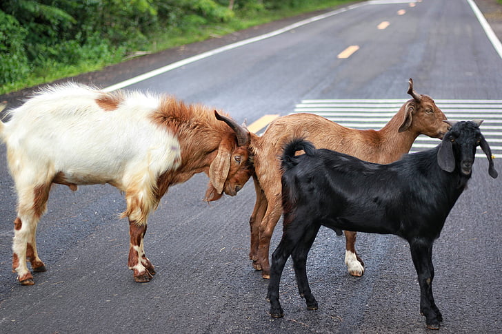 goat, animals, on the road, animal, farm, rural Scene, agriculture