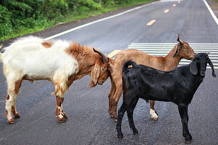 Koza, zwierzęta, na drodze, zwierząt, gospodarstwa, scena, Rolnictwo