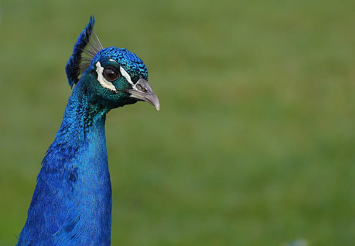 Peacock, con chim, chăn nuôi gia cầm, lông vũ, hóa đơn, Thiên nhiên, niềm tự hào