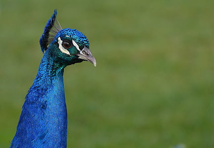 peacock, bird, poultry, feather, bill, nature, pride