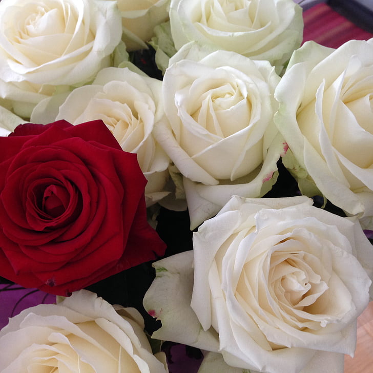 bouquet, flowers, roses, white, red, love