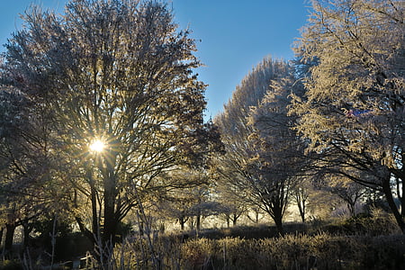 Sunce, stabla, hladno, inje, Zima, Mraz, zamrznuta