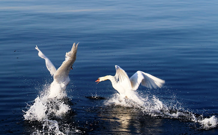 swans, departure, start, dispute, attack, water, lake constance