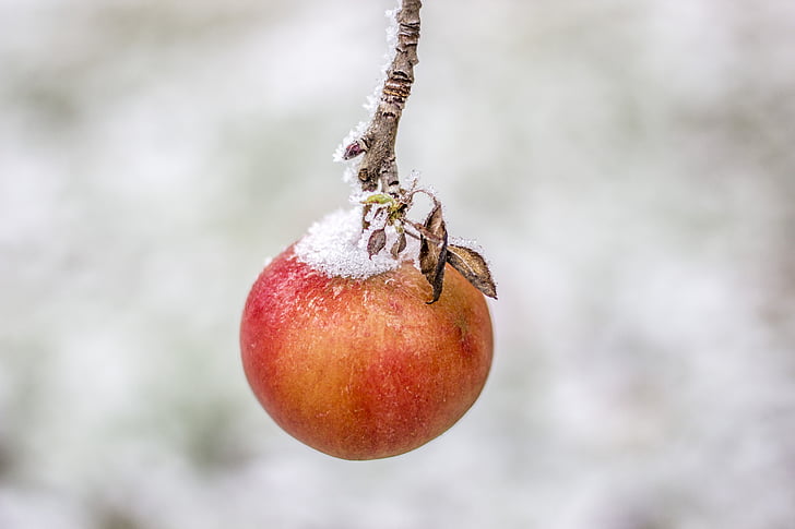 แอปเปิ้ล, ฤดูหนาว, หิมะ, น้ำค้างแข็ง, น้ำแข็ง, ไอซิ่ง, ผลไม้