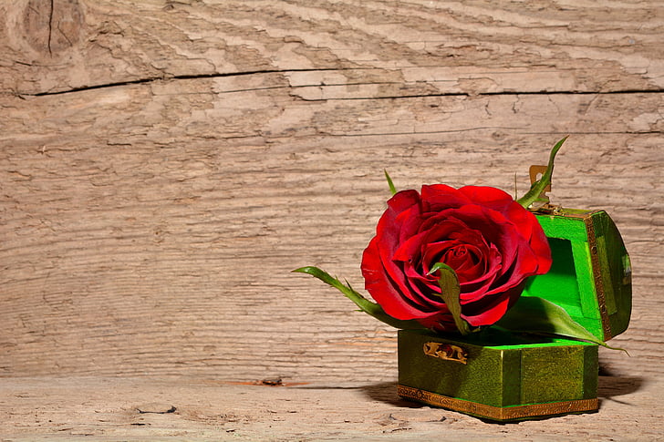 bloom, blossom, flora, flower, nature, rose