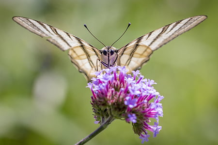 Метелик, дефіцитні swallowtail, Комаха, тварини, крило, закрити, Природа
