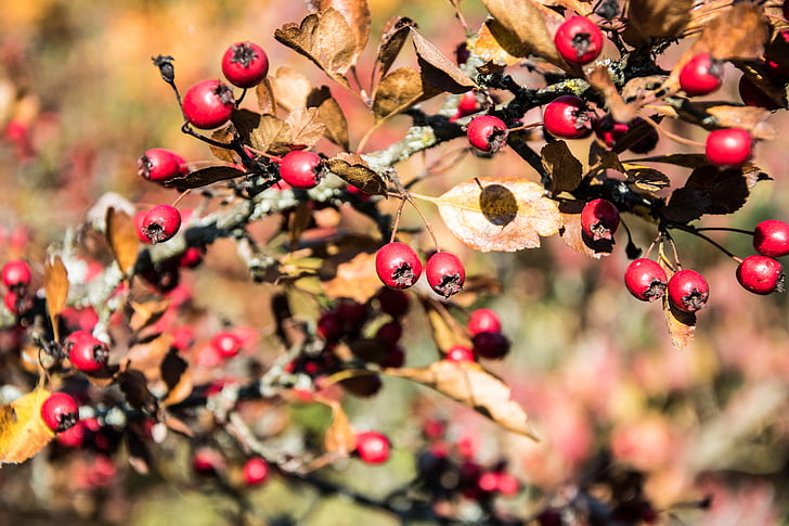 hyben, Bush, efterår, efterårets frugter, natur, rød, gren
