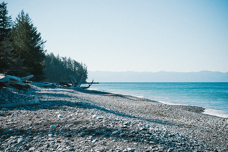 white, sand, seashore, sky, blue, trees, branch