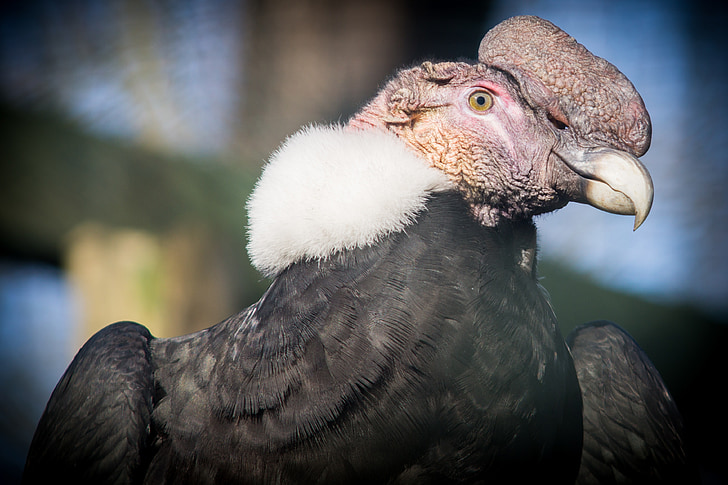 Andină condor, Condor, păsări răpitoare, america de Sud, proiect de lege, america centrală, necrofagi